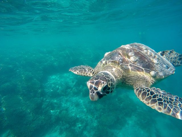 天国の海ツアー キャプテンブルース