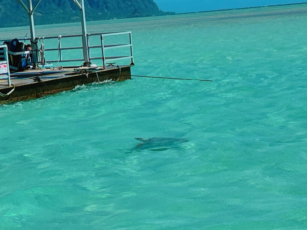 天国の海ツアー キャプテンブルース